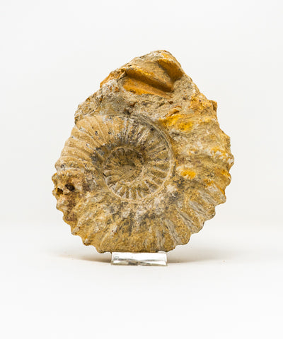Ammonit, roh